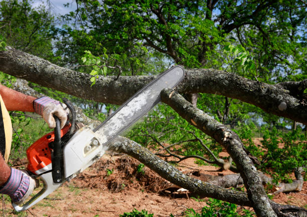 Trusted Newtown, PA Tree Services Experts